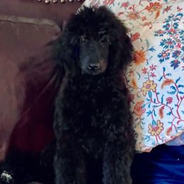 ADAM - Blue male Poodle puppy in Lexington, Kentucky from Callaway's Cavaliers