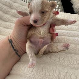 Cupid ( tiny toy) - Apricot male Maltipoo puppy in Fredericktown, Missouri from Doodle Pups Fur-Ever