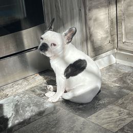 French Bulldog and Neapolitan Mastiff All Grown Up from Unique Uprisings