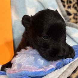 Orange collar male - Black male Scottish Terrier puppy in Hastings, Nebraska from D & J SCOTTIES AND CAIRNS & Miniature Long haired Dachshunds