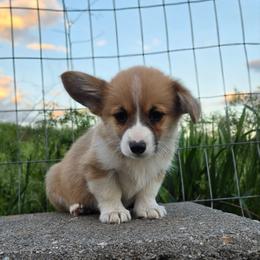 Marmalade - Sable female Pembroke Welsh Corgi puppy in Washington from Castle View Royal Rumps