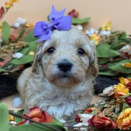 Sandy - Cream female Goldendoodle puppy in Cape Coral, Florida from Nay Nays Mini Doodles