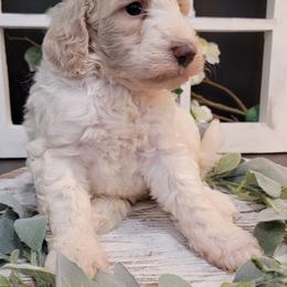 Aussiedoodle and Goldendoodle Puppies from Hunting Creek Kennels