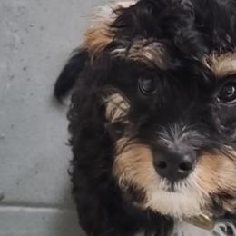 Cavapoos and Goldendoodles from O’Hara  Doodles