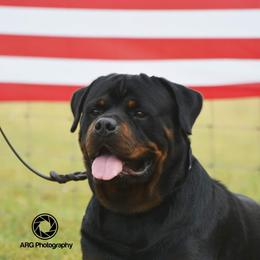 Savage - Rottweiler