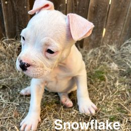 Snowflake - White American Staffordshire Terrier puppy in Fort Worth, Texas from Josiah Carter