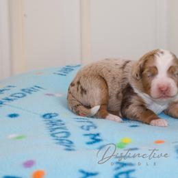 Powder - Red merle female Aussiedoodle puppy in Kennesaw, Georgia from Distinctive Doodle