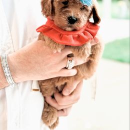 Bernedoodle and Goldendoodle Puppies from Supreme Doodles of Texas