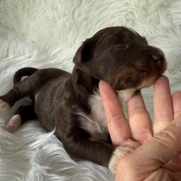 Brownie - Red tri-color male Aussiedoodle puppy in Centerburg, Ohio from A Dose Of Doodle