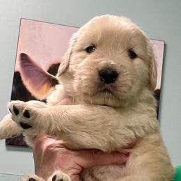 Mable - Golden female Golden Retriever puppy in Saint Pauls, North Carolina from Copperfield’s Goldens