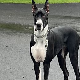 Jazz - Great Dane
