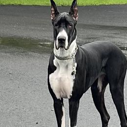 Jazz - Great Dane