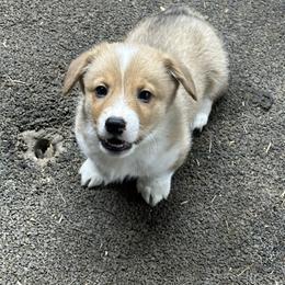 Red - Fawn male Pembroke Welsh Corgi puppy in Wyoming, Illinois from Cardinal Corgis