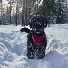 Portuguese Water Dog Puppies from Chien D’Eau Portuguese Water Dogs