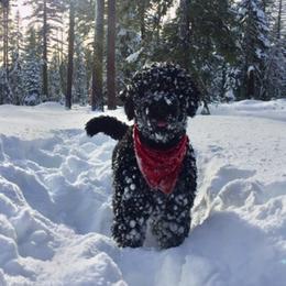 Portuguese Water Dog Puppies from Chien D’Eau Portuguese Water Dogs