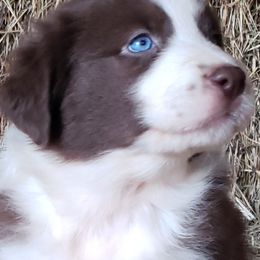 Australian Shepherd Puppies from Red Feather Aussies