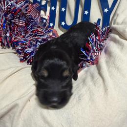 Black and tan female - Black and tan female Dachshund puppy in Pleasant Plains, Arkansas from JGBs Dachshunds