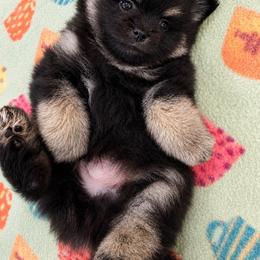 Grizzly - Black and tan male Pomeranian puppy in New Oxford, Pennsylvania from J&T French Bulldog & Pomeranian Palacio