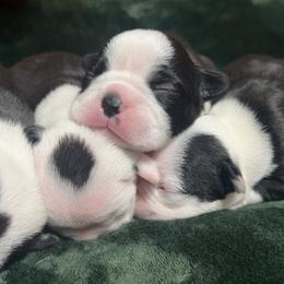 Boston Terrier Puppies from Candi's Boston Terriers