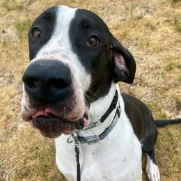 Great Danes from Layce's Great Danes