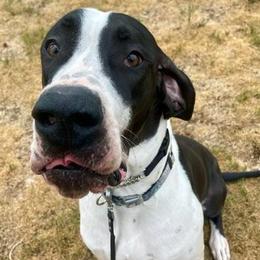 Great Danes from Layce's Great Danes