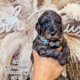 Fruit Loops - Merle female Goldendoodle puppy in Pearland, Texas from Posh Paws Puppies