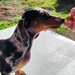 Storm - Dachshund