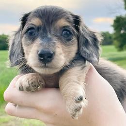 Dachshunds from Hamsley Doxies and More