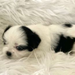 Dolly - Black and white Shih Tzu puppy in Tallahassee, Florida from Bows and Bot Ties