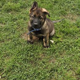 German Shepherd Puppies from Von Thomson Haus