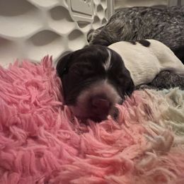 Boy 3 - German Shorthaired Pointer puppy in Bryan, Texas from Ehrenvogel and Bessdach Kennels