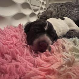 Boy 3 - German Shorthaired Pointer puppy in Bryan, Texas from Ehrenvogel and Bessdach Kennels