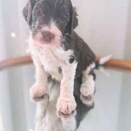 Happy - Brown and white male Bernedoodle puppy in Orland, California from Shockley’s Elite Doodles