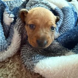 Ashley - Red female Dachshund puppy in Madisonville, Texas from Little B’s Dachshund Farm