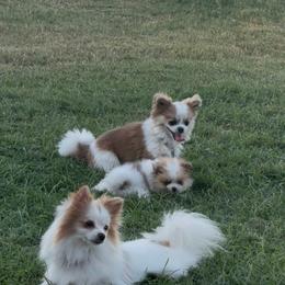 Pomeranian All Grown Up from Alicia Amparano