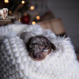Jolly - Dapple male Dachshund puppy in Iola, Texas from Whiskey River Dachshunds