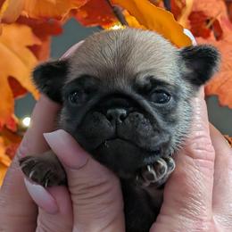 Baby girl - Fawn female Pug puppy in Olympia, Washington from Hoskinspugs