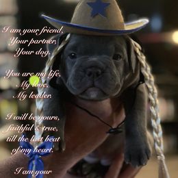 Olde English Bulldogge Puppies from Gods Of Olympus Bulldogges