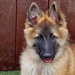 Belgian Tervuren from bonfire