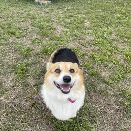 Jesse - Pembroke Welsh Corgi