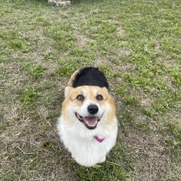 Jesse - Pembroke Welsh Corgi