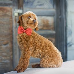 Cavapoos, Goldendoodles, and Poodles from Canyon Creek Puppies