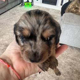Michelle - Dapple female Dachshund puppy in Grand Blanc, Michigan from KaMilira Shore Dachshunds