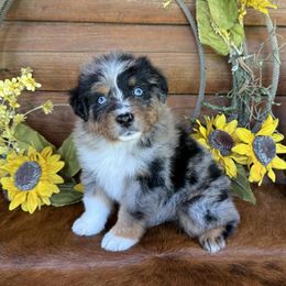 Frank - Blue merle male Australian Shepherd puppy in Mc Alpin, Florida from RussKris Farms Aussies