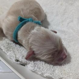 Golden Retriever Puppies from Goldens of Heritage Oaks