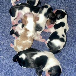 Hearts - Tri-color female Cavalier King Charles Spaniel puppy in Corona, California from Kelton Cavaliers