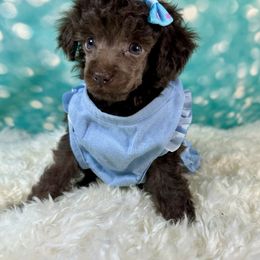 Aurora - Brown female Poodle puppy in Newcomerstown, Ohio from Sheri’s Lil Angel’s