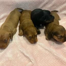 Darla - Red female Dachshund puppy in Charlottesville, Virginia from AKJ’s Dachshunds