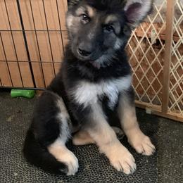 Girl 1 - German Shepherd puppy in Lehighton, Pennsylvania from StormHaven /Von Dorward German Shepherd Dogs