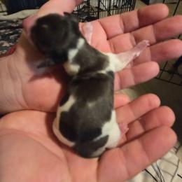 Penny - Piebald female Dachshund puppy in Mobile, Alabama from Mobile Mini Dachshunds